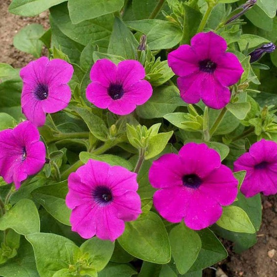 Petunia violacea (Shanin Wild Petunia) Wildflower Seeds