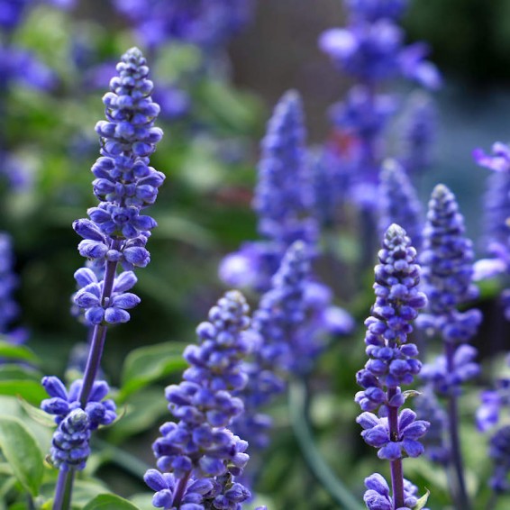 Salvia farinacea cheap