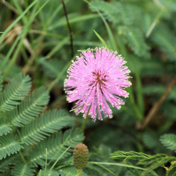 Pink Wildflower Seed Mix