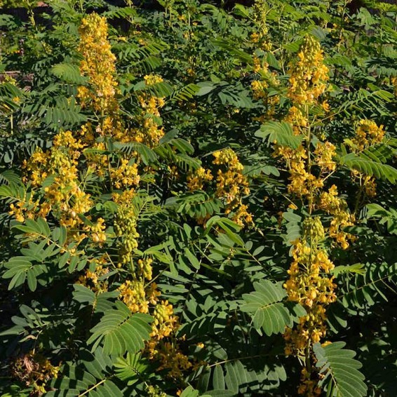 Wild Senna Seeds – Vermont Wildflower Farm