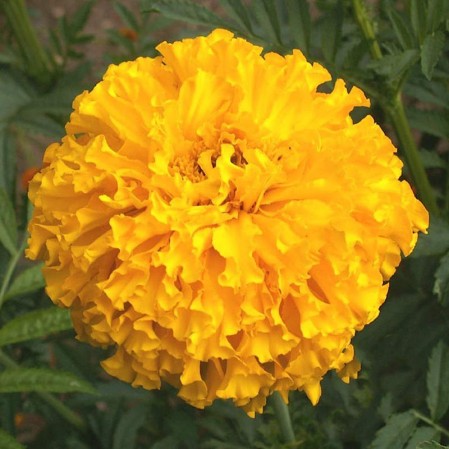 Medium Vanity Case - Marigold Yellow