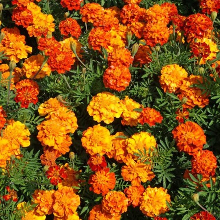 Known You Flower Seeds (F-595 French Marigold)
