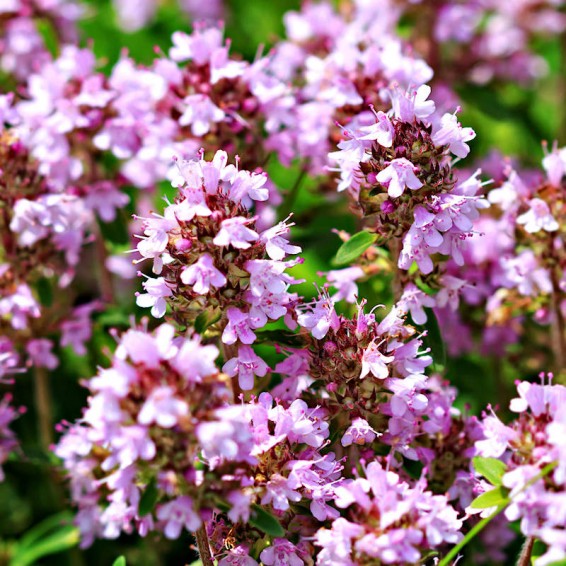 Wild Thyme Seeds