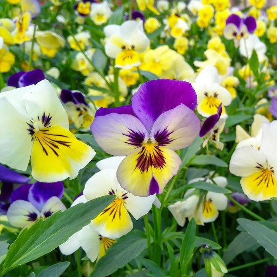 Swiss Giant Pansy Seed Mix