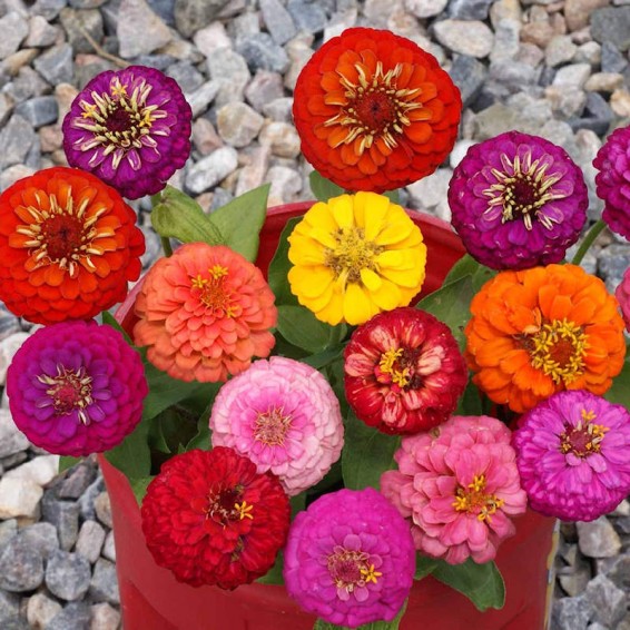 Lilliput Zinnia Mixture (Zinnia elegans) – Seed Needs LLC