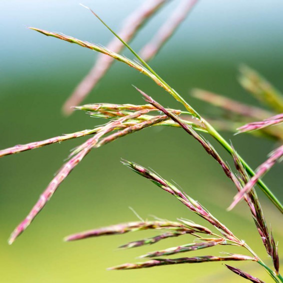 Bluestem Project