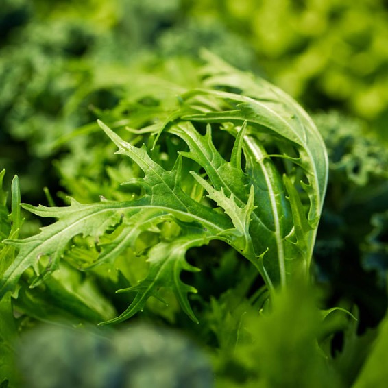 Roquette Arugula (Diplotaxis Tenuifolia)