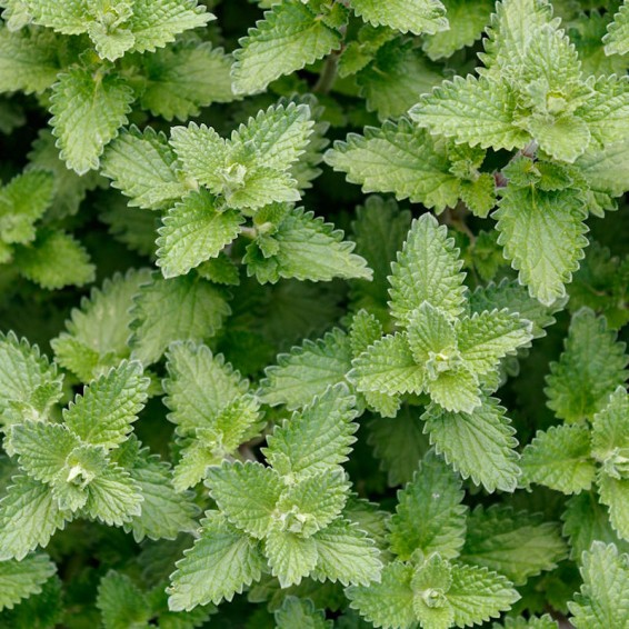 Nepeta Cataria Catnip Xeriscape Herb Garden Plant Seeds