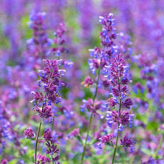 Catnip Herb Seeds, Nepeta Cataria Seeds