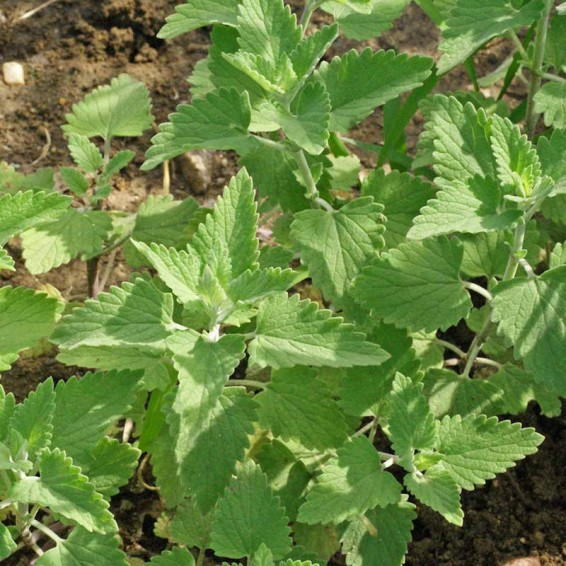 Catnip Seeds-Nepeta Cataria – Hortyjardín