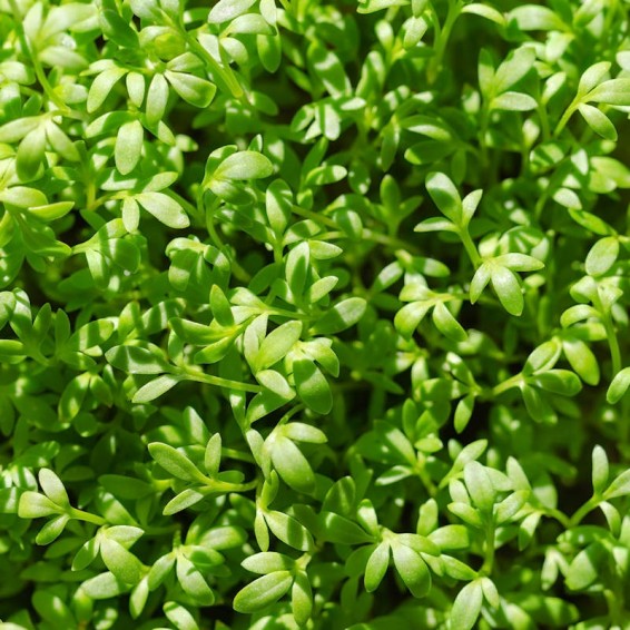 Curled Cress Sprouting Seeds