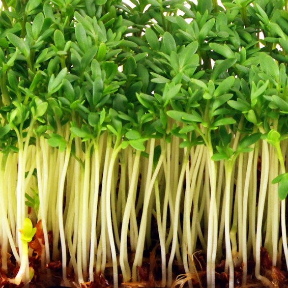 Why many different plant seedlings look like salad cress