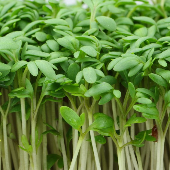 Wrinkled Crinkled Crumpled' Cress – Experimental Farm Network Seed Store