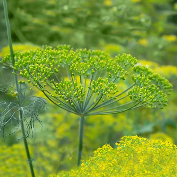 https://www.everwilde.com/media//0800/resized/HDILMAM-A-Mammoth-Long-Island-Dill-Seeds_medium.jpg