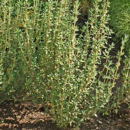 Thyme (Thymus Vulgaris) - 50 Seeds - Southern Seed Exchange