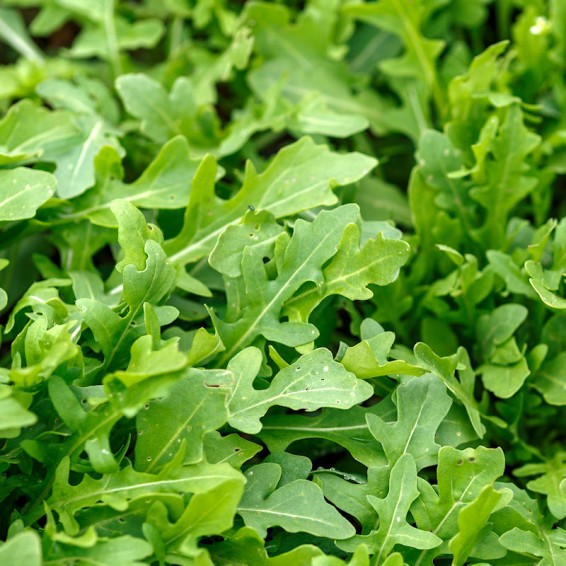 Organic Arugula Roquette Herb Seeds for Sale