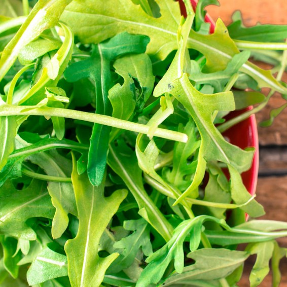 Organic Arugula Roquette Herb Seeds for Sale