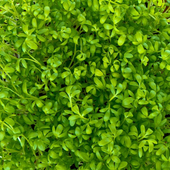 Organic Cress seeds for Sprouts