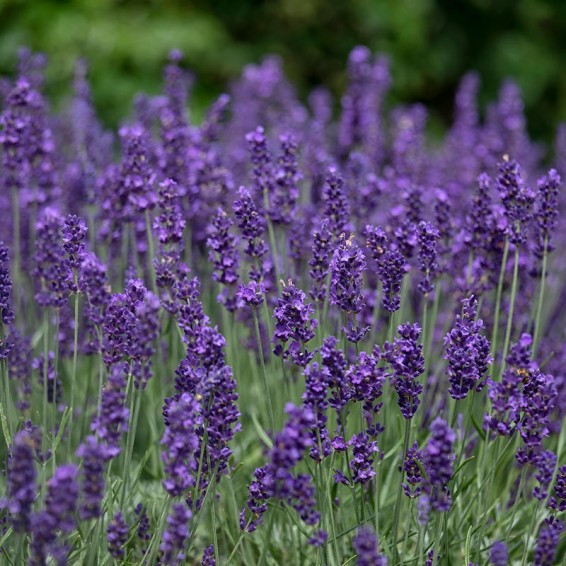 Lavender, English (Lavandula angustifolia vera) potted plant, organic