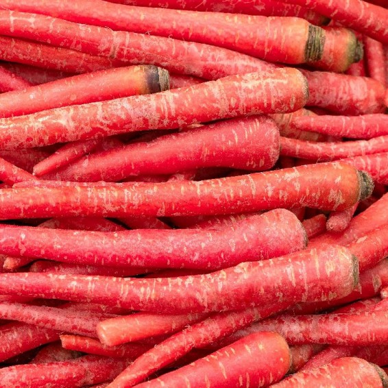 Organic Atomic Red Carrot Seeds | Grow Non-GMO Carrots