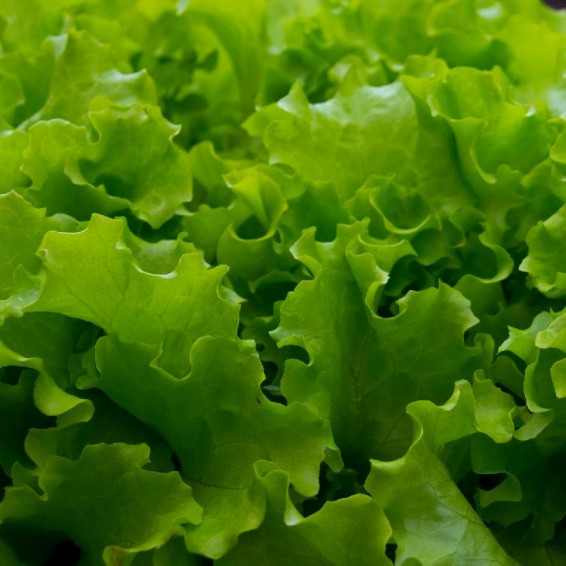 Industrial Use Parsley Coriander Iceberg Green Bean Cutting