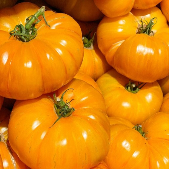 Brandywine Heirloom Tomatoes Information and Facts