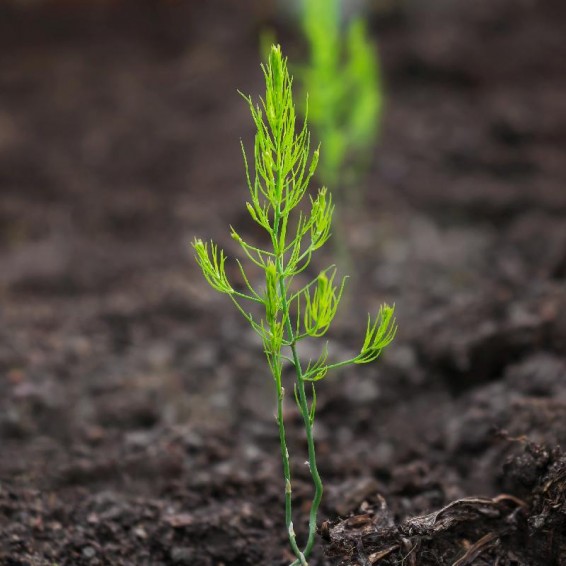 Mary Washington Asparagus Seeds Asparagus