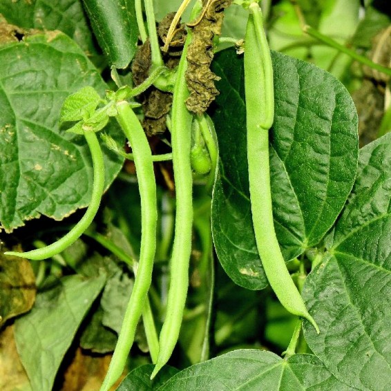 Kentucky Wonder 125 Pole Bean Seeds