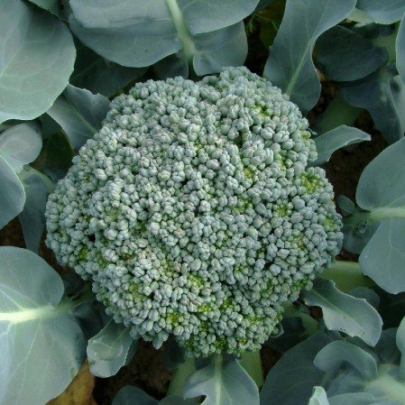 Buy Cicco Broccoli Seeds Online Everwilde
