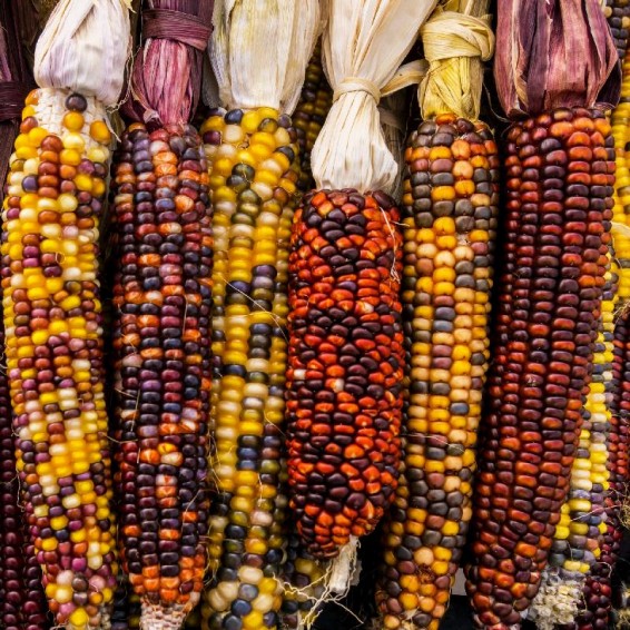 Rainbow Ornamental Corn Seeds