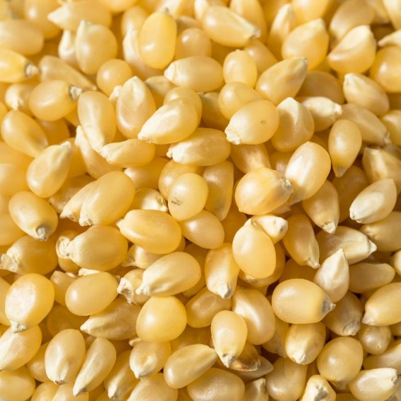 Hulless popping deals corn