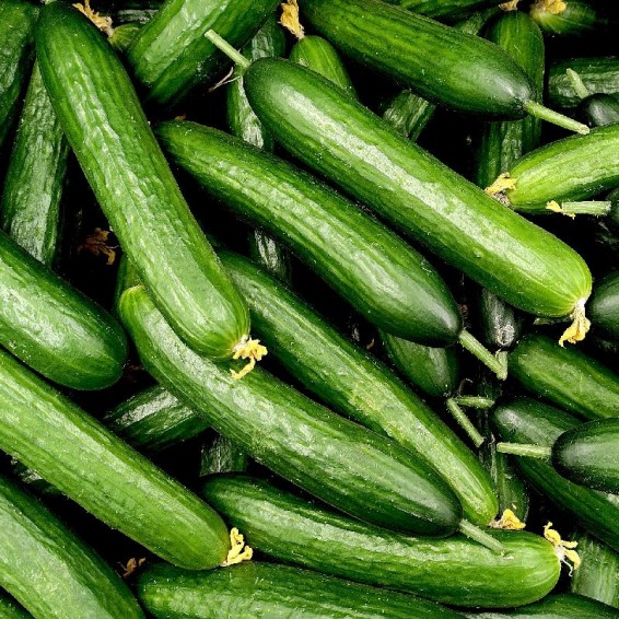 Fresh Organic Long English Cucumber, Each