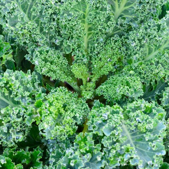 When Is It Ripe? Kale 