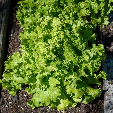 https://www.everwilde.com/media//0800/resized/VLELGRI-B-Green-Ice-Leaf-Lettuce-Seeds_medium.jpg