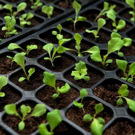 Everwilde Farms - 1 oz Salad Bowl Leaf Lettuce Seeds - Gold Vault Bulk Seed Packet