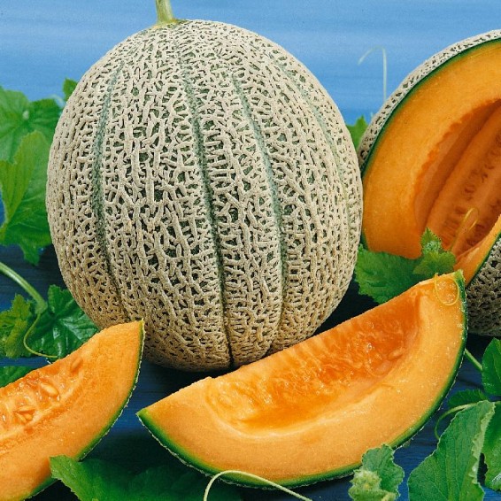 50 Honeydew Green Melon Seeds | Non-GMO | Fresh Garden Seeds