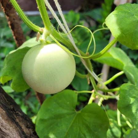 Green Honeydew Melon | Everwilde Farms