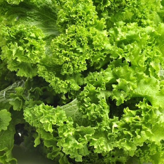 Mustard Greens  Cal-Organic Farms