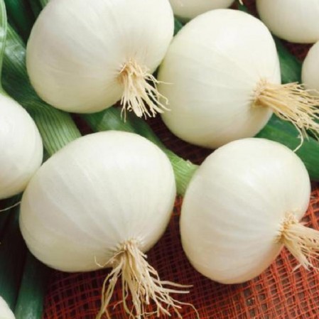 Crystal White Wax Onion