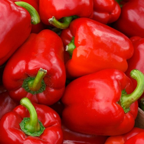 California Wonder Red Sweet Pepper Seeds - (Capsicum annuum)