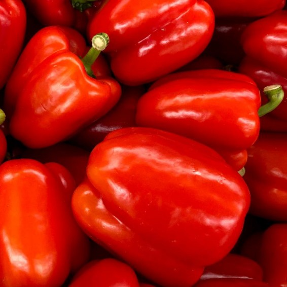 How to Grow and Care for Bell Peppers (Capsicum annuum)