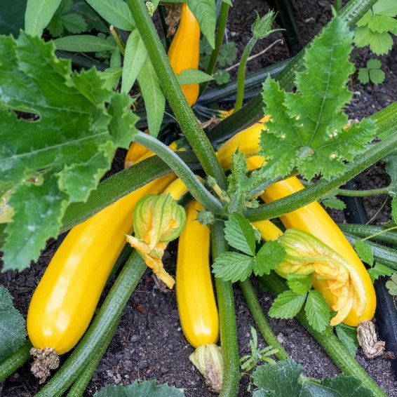 Prolific Straightneck Summer Squash Seeds