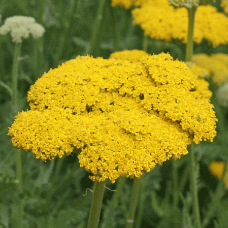 Seeds yarrow yellow gold plate