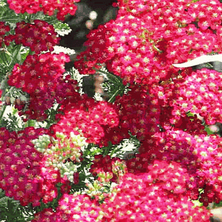 Home & Hobby Gardening & Plants Red Yarrow Rubra Flower Seeds/Perennial  100+ hamaguri.co.jp