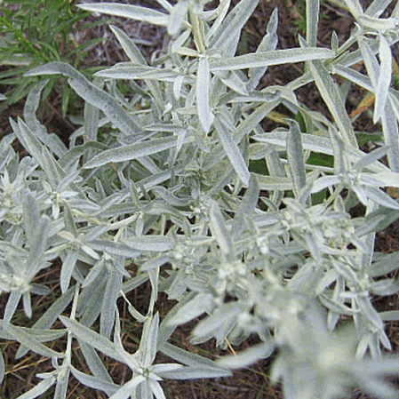 Artemisia ludoviciana ‘White Sagebush’ 300 SEEDS 