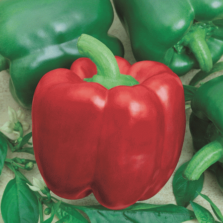 Non-GMO Peppers 1000ct 1/4 oz Bell Pepper Seed California Wonder Green Pepper 