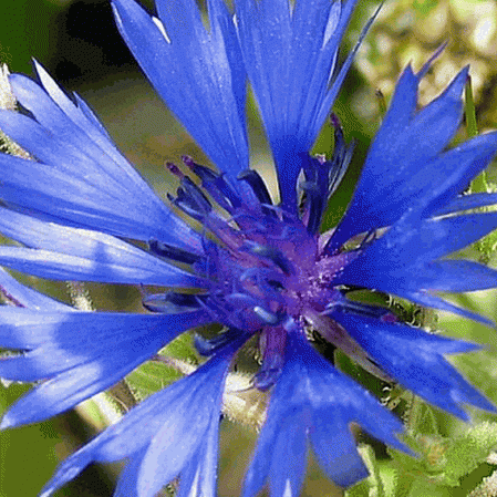 100 grams 25,000 Blue Cornflower Seeds Bachelor Button Centaurea Cyanus Flower 