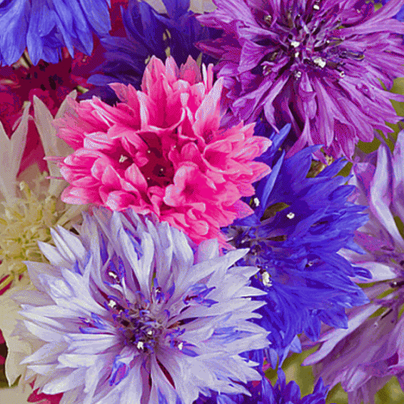 Cornflower 500 Seeds Wild Flower 