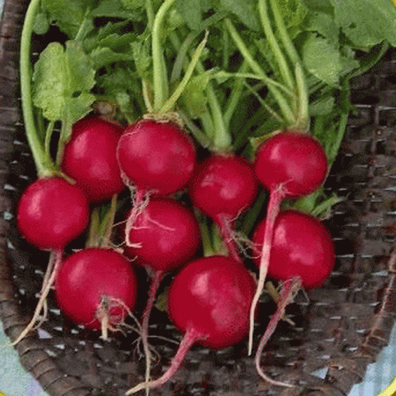 Details about   RADISH Champion 50 Seeds HEIRLOOM vegetable garden AUTUMN WINTER SPRING SUMMER 