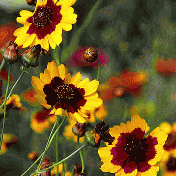 3000 Coreopsis tinctoria Dwarf Plains Wildflower Flower Seeds w/ Gift COMB S/H 